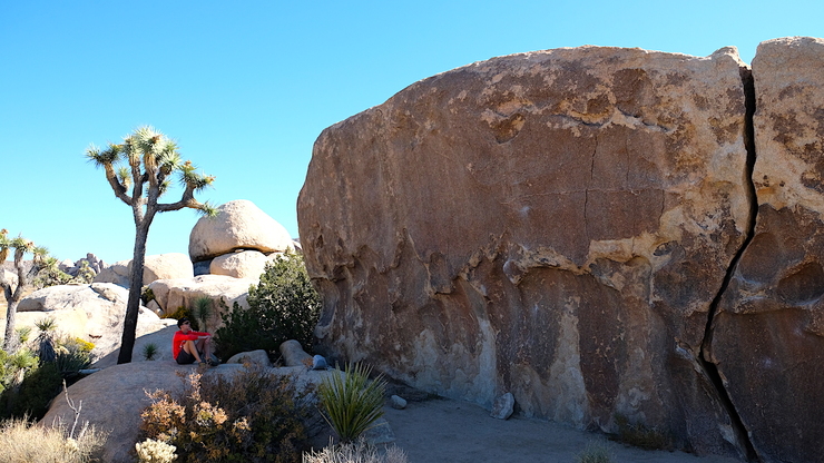 A Joshua tree, Martynas and a boulder